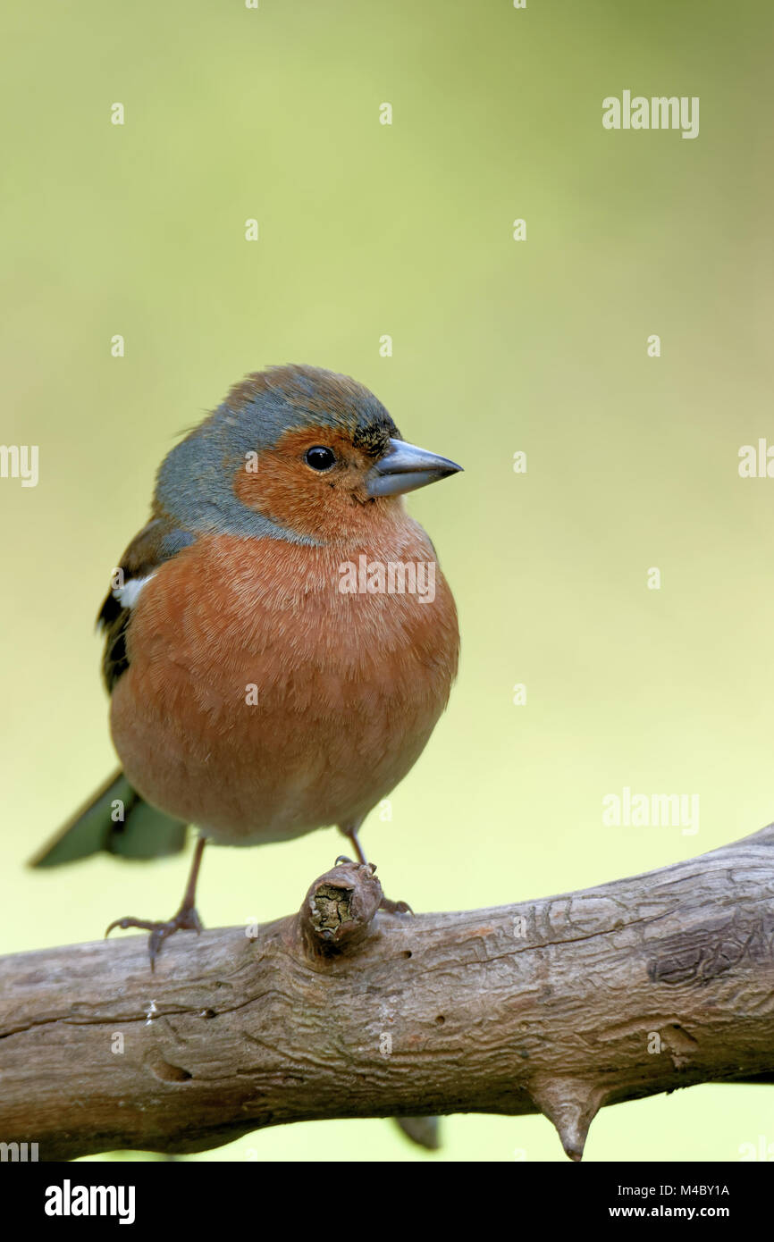 Buchfink auf einem Ast Stockfoto