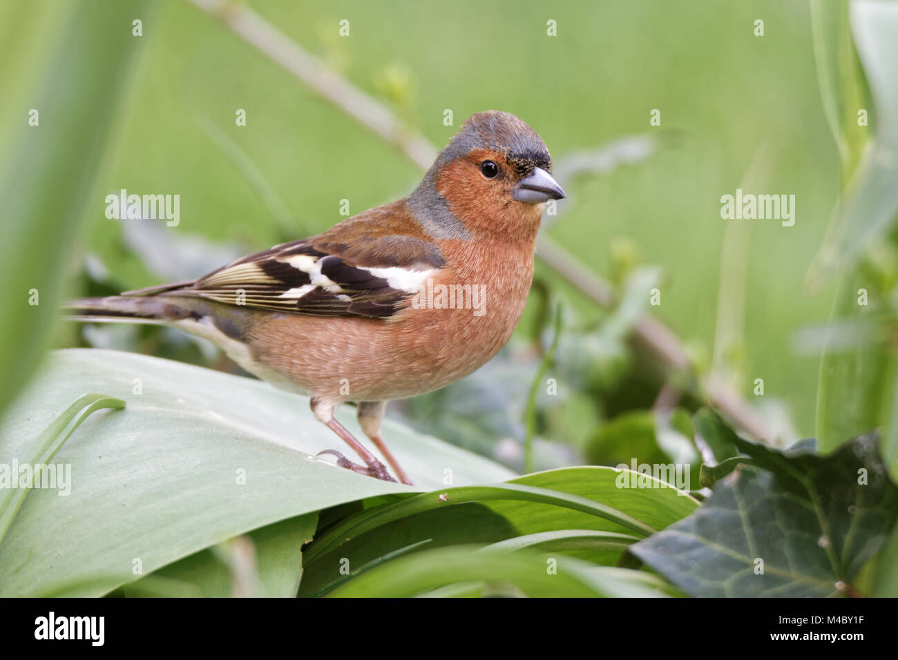 Buchfink im Garten Stockfoto