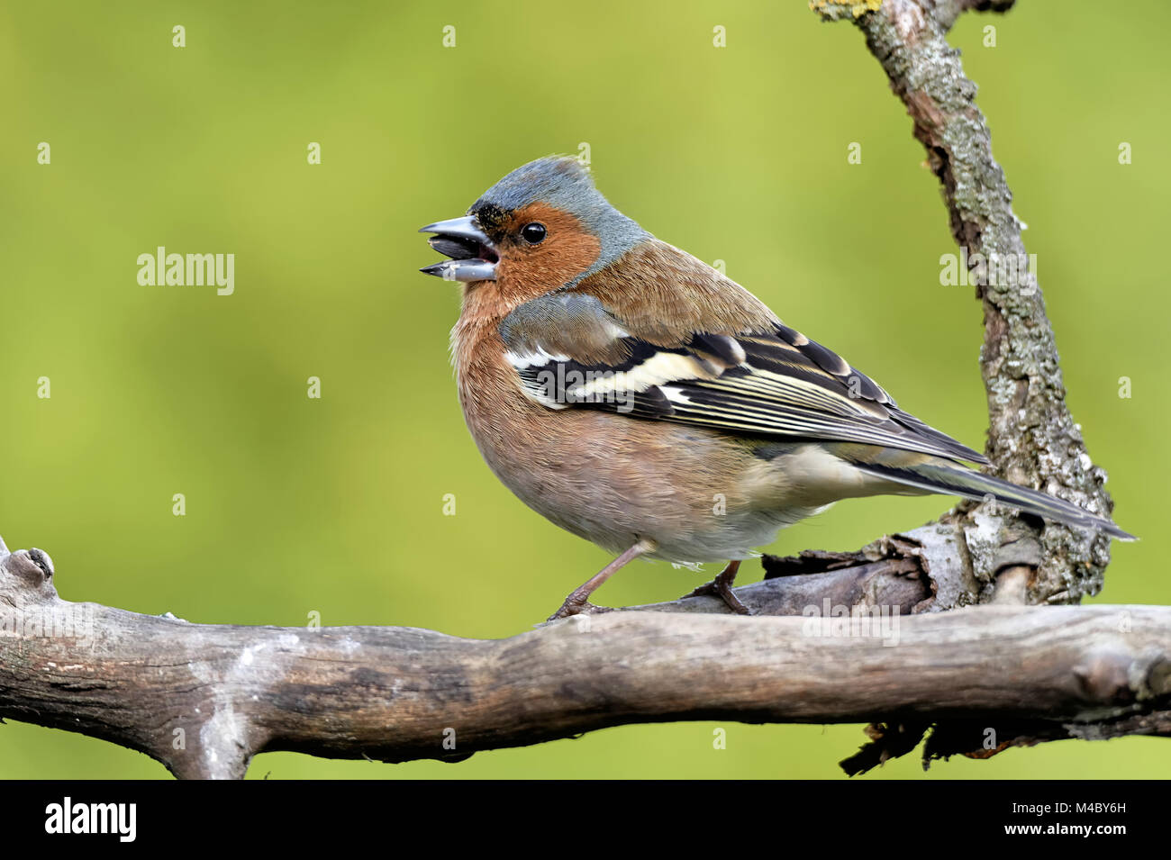 Buchfink auf einem Ast Stockfoto