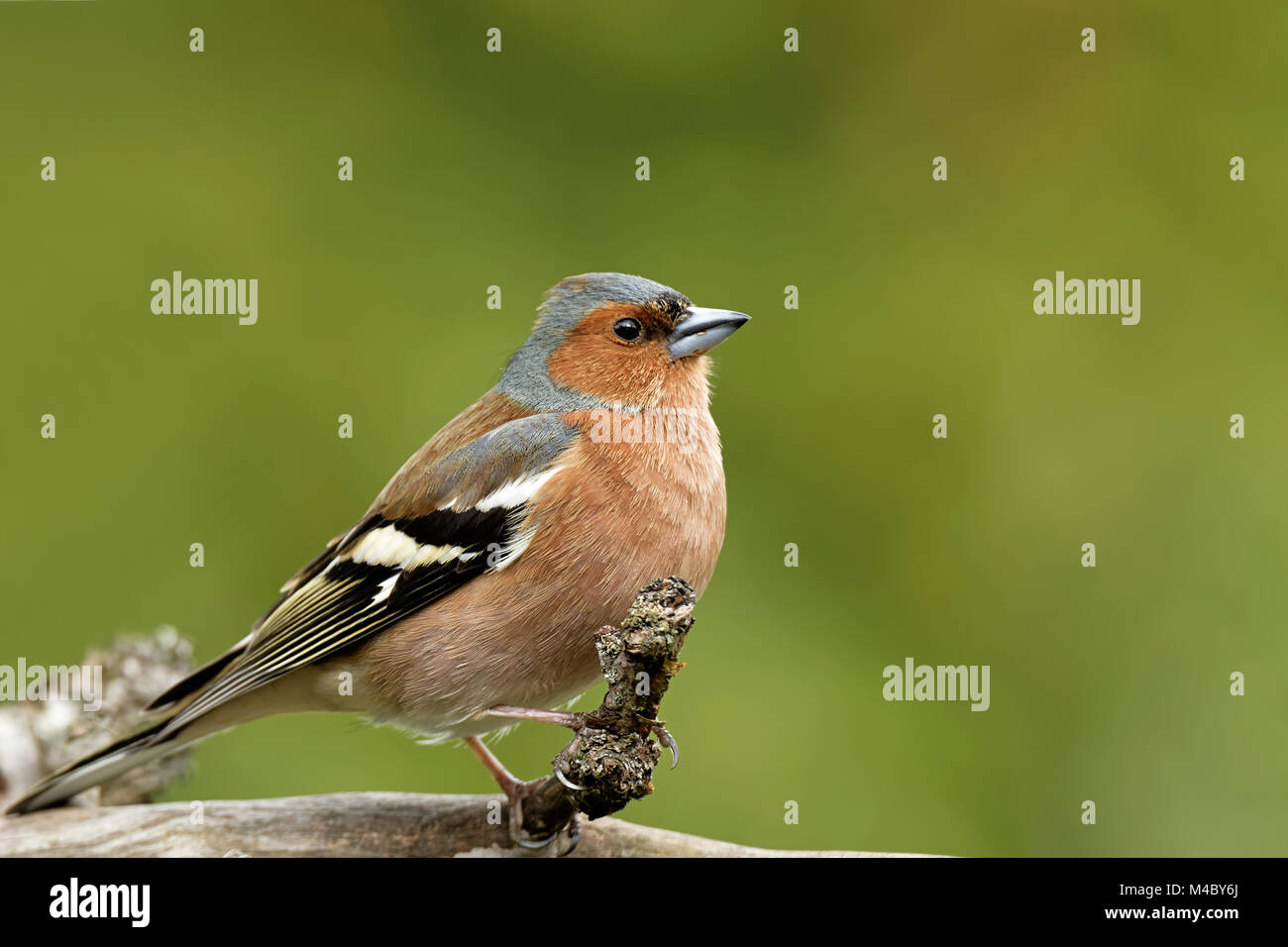 Buchfink auf einem Ast Stockfoto