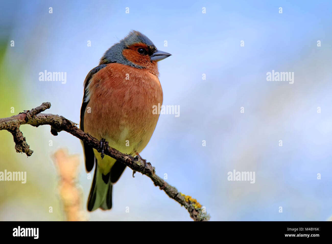 Buchfink auf einem Ast Stockfoto