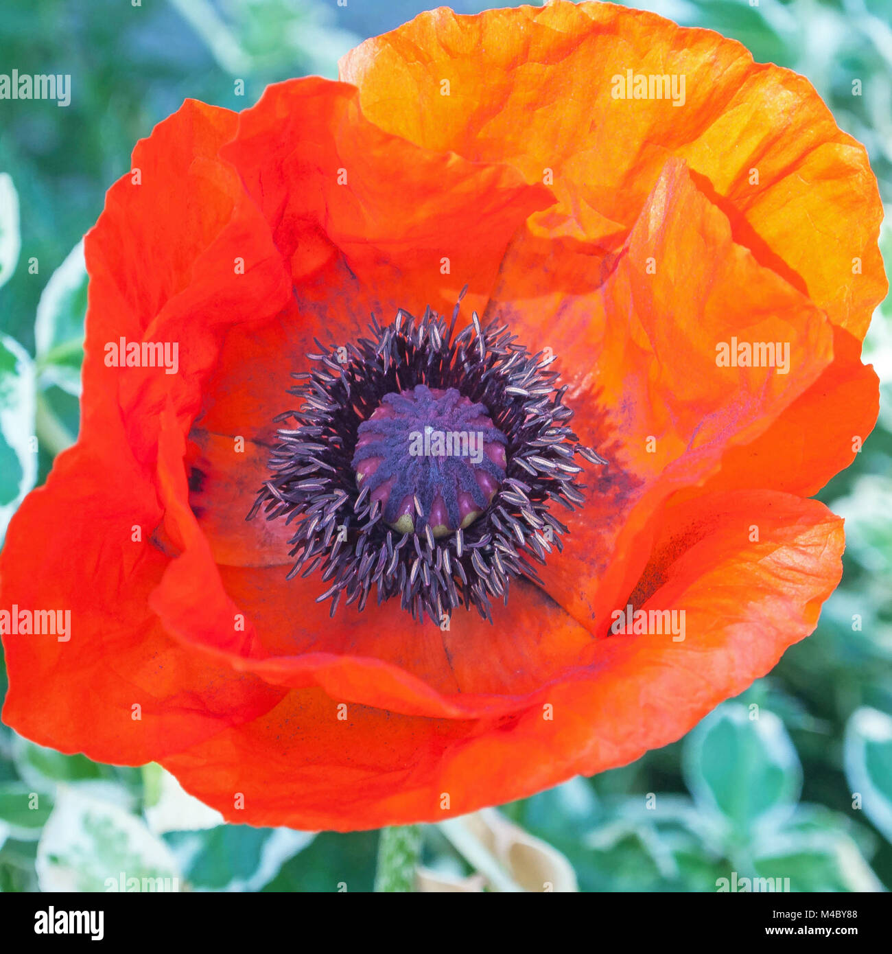 Blaue Mohnblume Im Garten Stockfotos und bilder Kaufen Alamy