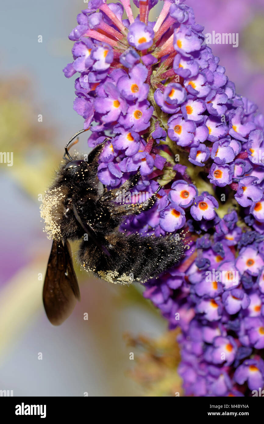 Violett carpenter Bee Stockfoto