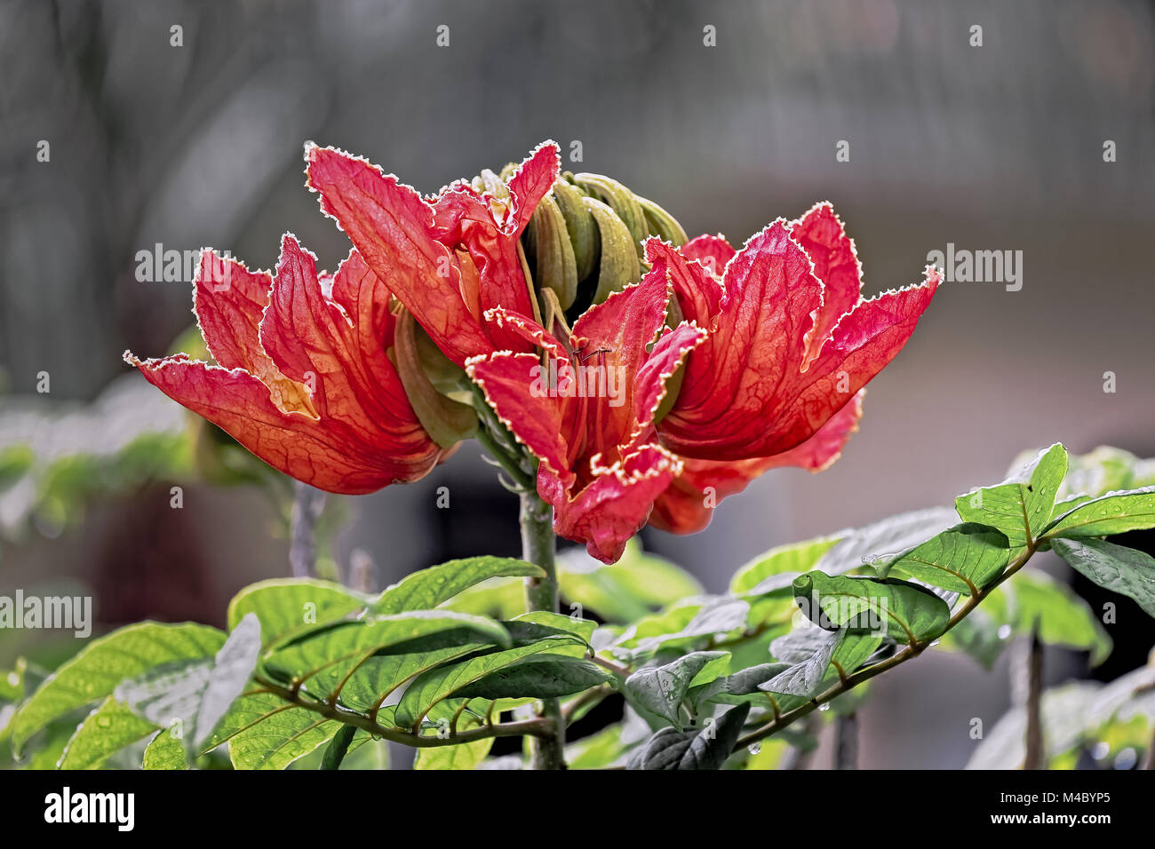African Tulip Tree, Spathodea campanulata, Afrika Stockfoto