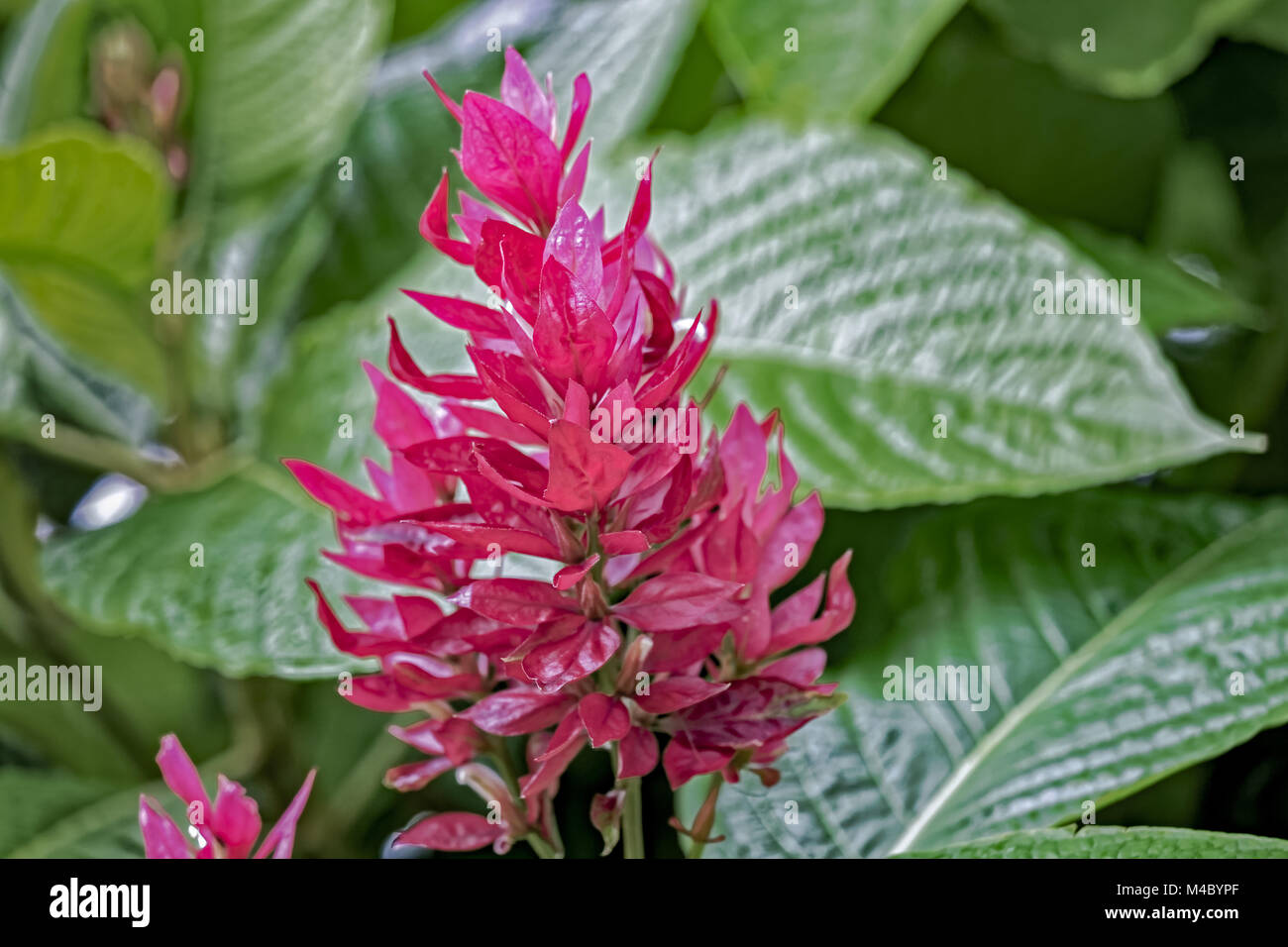 Brasilianische roten Mantel, Megaskepasma erythrochlamys Lindau, Venezuela Stockfoto