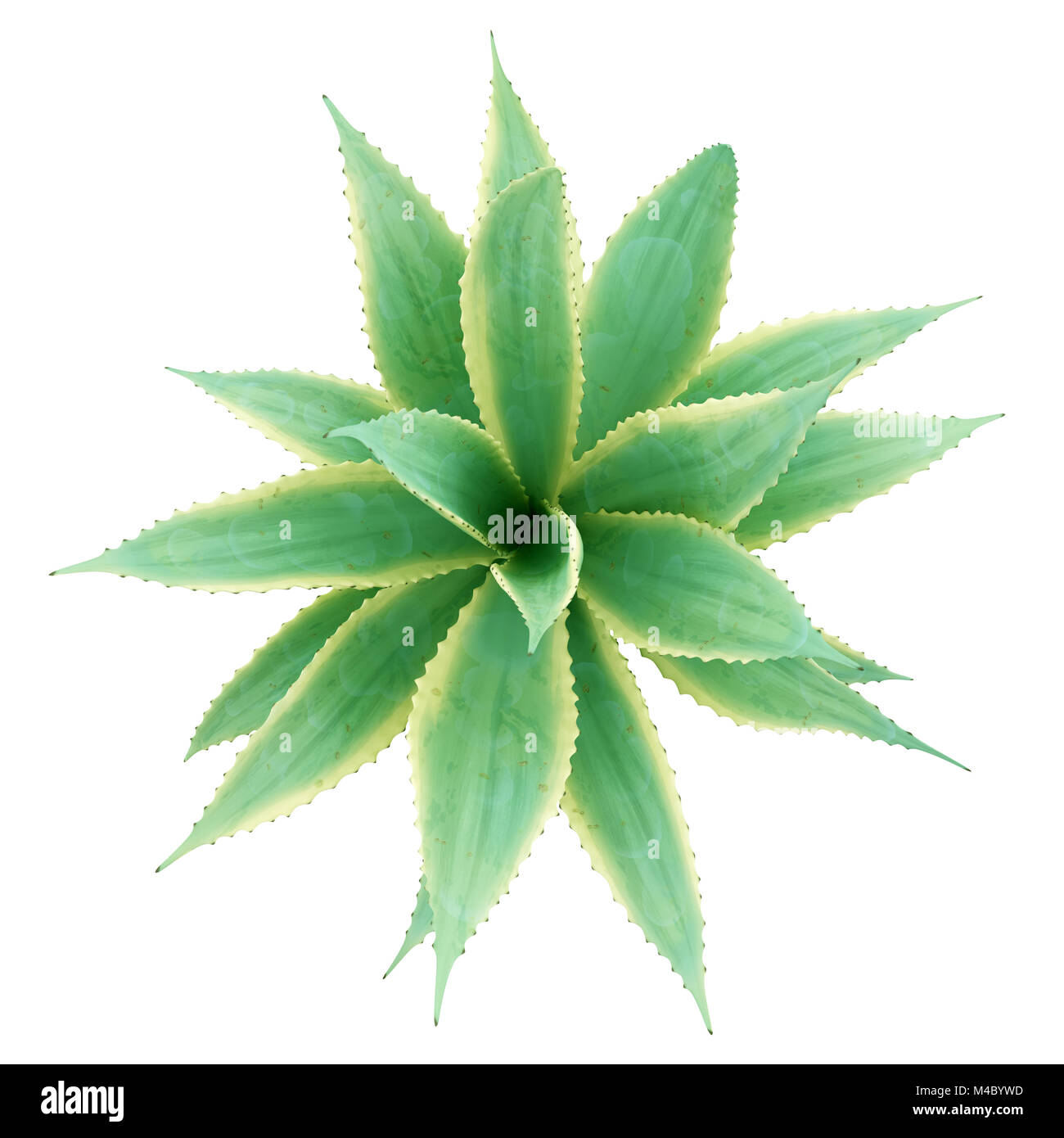 Draufsicht der Aloe-Pflanze isoliert auf weißem Hintergrund Stockfoto