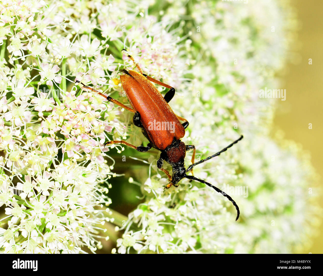 Käfer, rot Longhorn Beetle, rot-braune Longhorn Beetle, Stockfoto