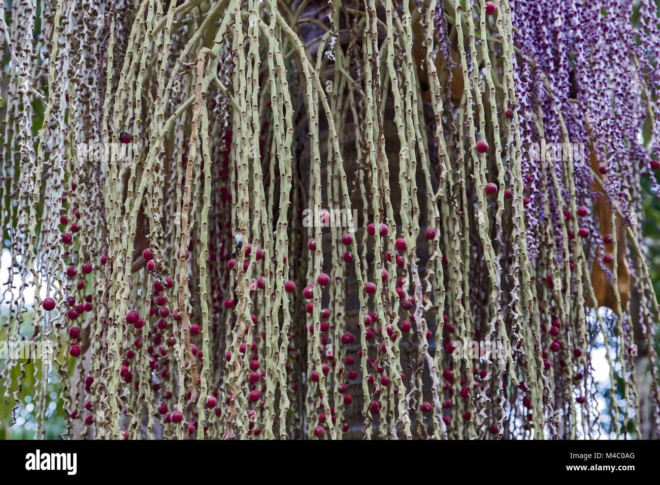 Früchte der Bangalow Palm - Archontophoenix cunninghamiana - Australien Stockfoto