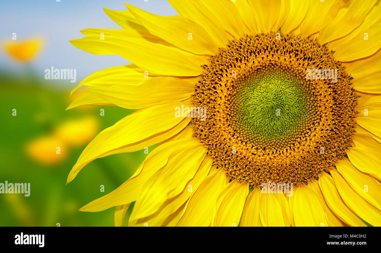 Gelbe Sonnenblumen und blauer Himmel Stockfoto