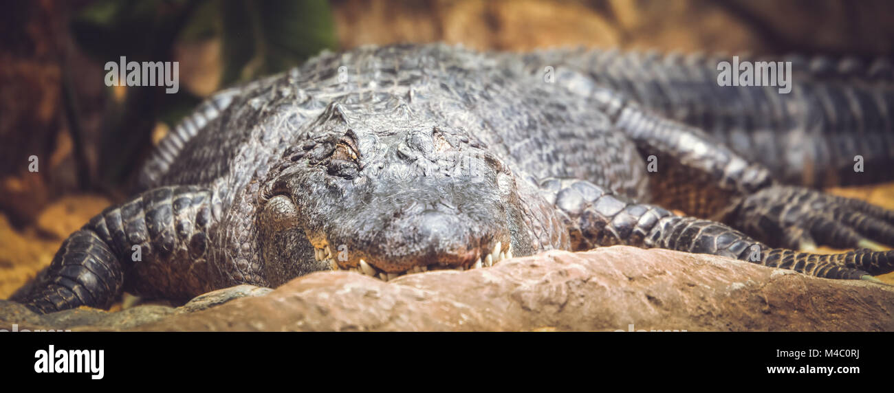 Krokodil in den Zoo Stockfoto