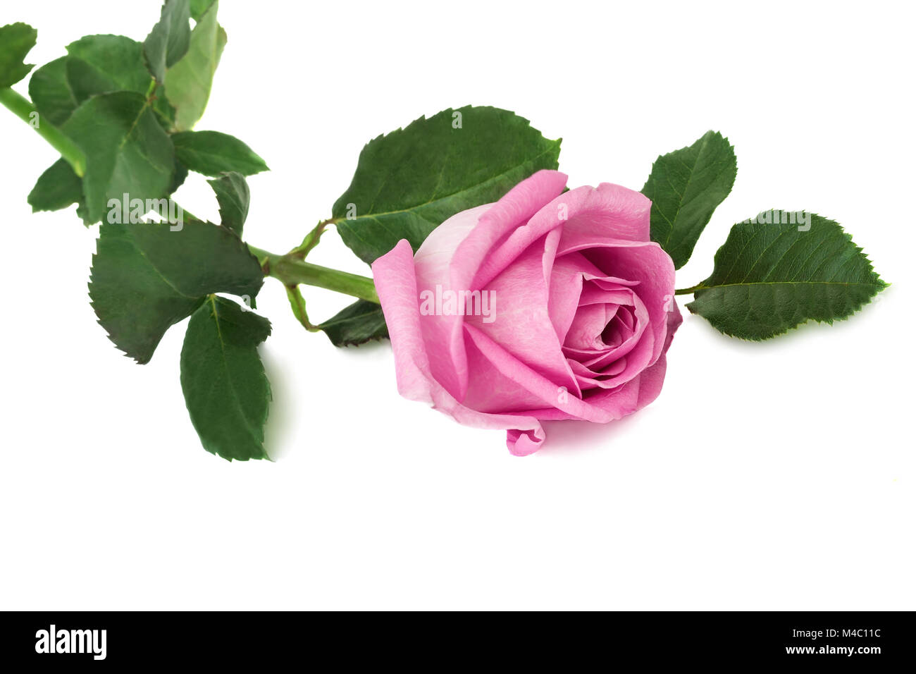 Blume rosa Rose mit Blättern auf einem weißen Hintergrund. Stockfoto