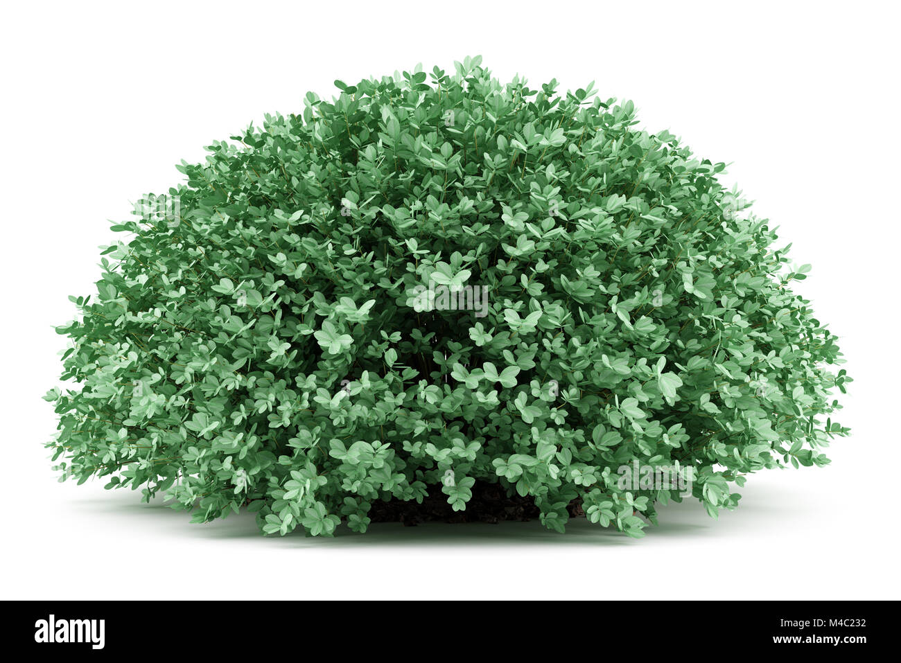 Runde Buchsbaum Pflanzen isolierten auf weißen Hintergrund Stockfotografie  - Alamy