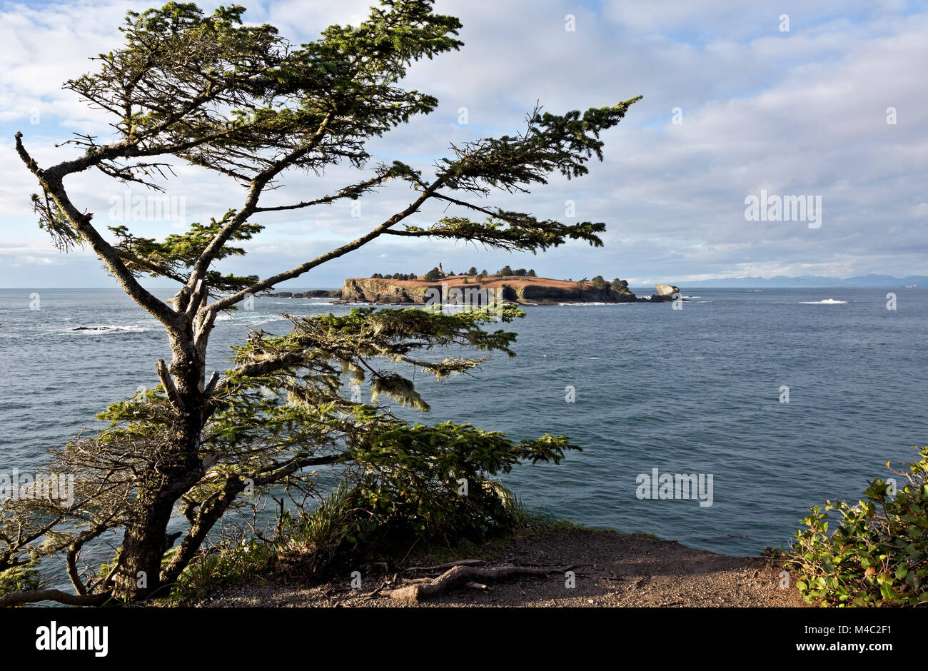 WA 13446-00 ... WASHINGTON - verwitterter Baum auf der Landspitze am Cape Flattery mit Blick auf den Pazifischen Ozean mit Cape Flattery Licht und Tatoosh Island in Stockfoto