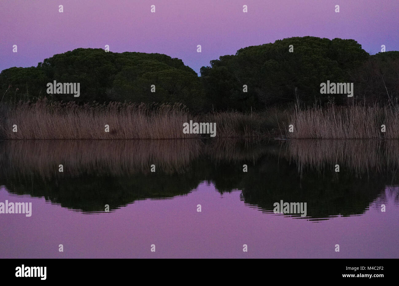 Pinus Pinea, Pinien. Llobregat Nature Reserve. Barcelona. Katalonien. Spanien Stockfoto