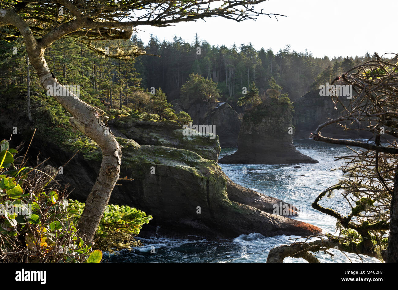 WA 13447-00 ... WASHINGTON - verwitterter Baum an der oberen Aussichtspunkt am Cape Flattery Trail mit Blick über die Bucht auf der Südseite des Kaps. Stockfoto