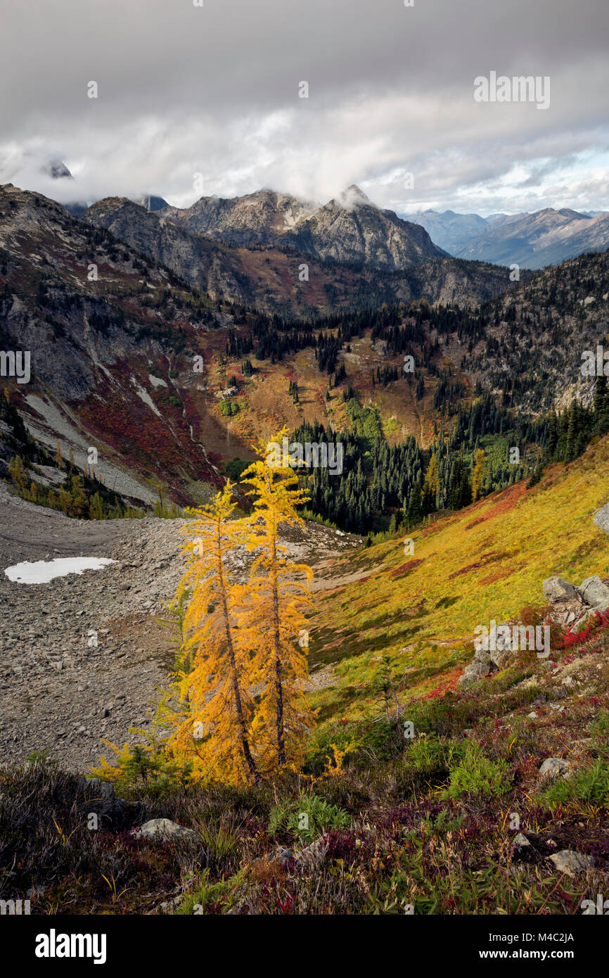 WA 13453-00 ... WASHINGTON - Lärchen sporting Herbstfarben unter Maple Pass in der North Cascades Abschnitt des Okanogan-Wenatchee National Forest. Stockfoto