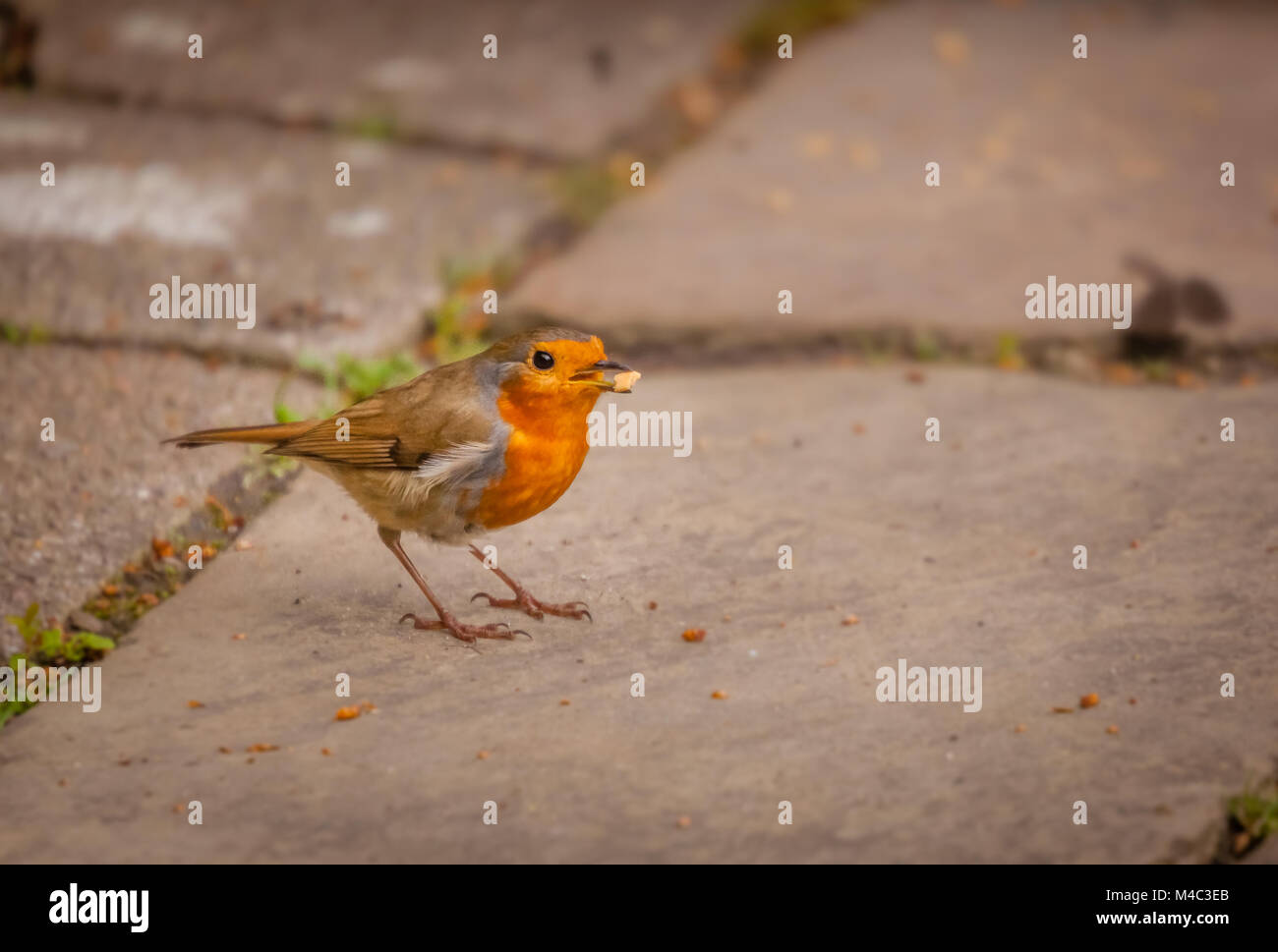 Robin mit Nahrungsmitteln Stockfoto