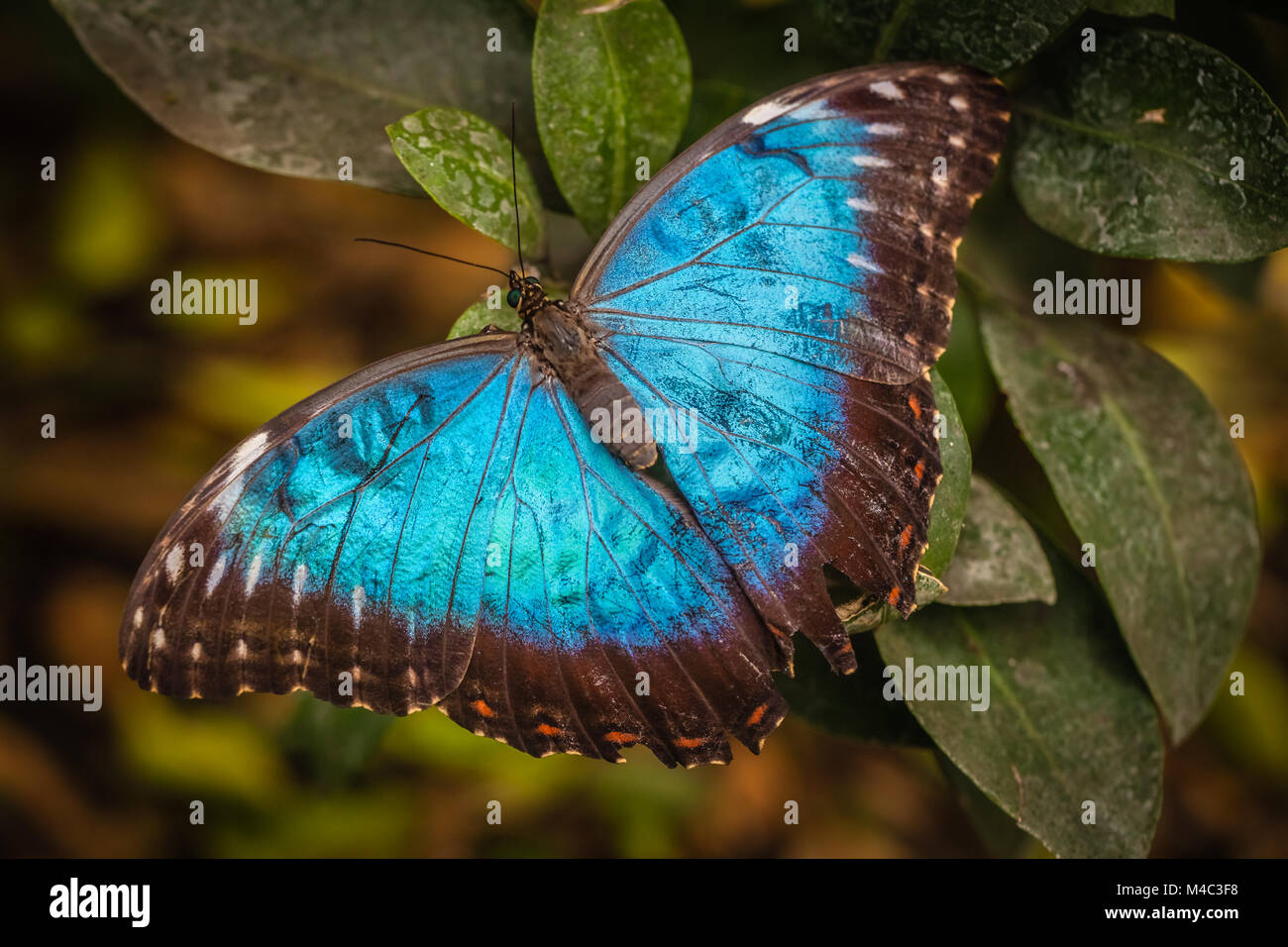 Morpho Peleides blauer Schmetterling Stockfoto