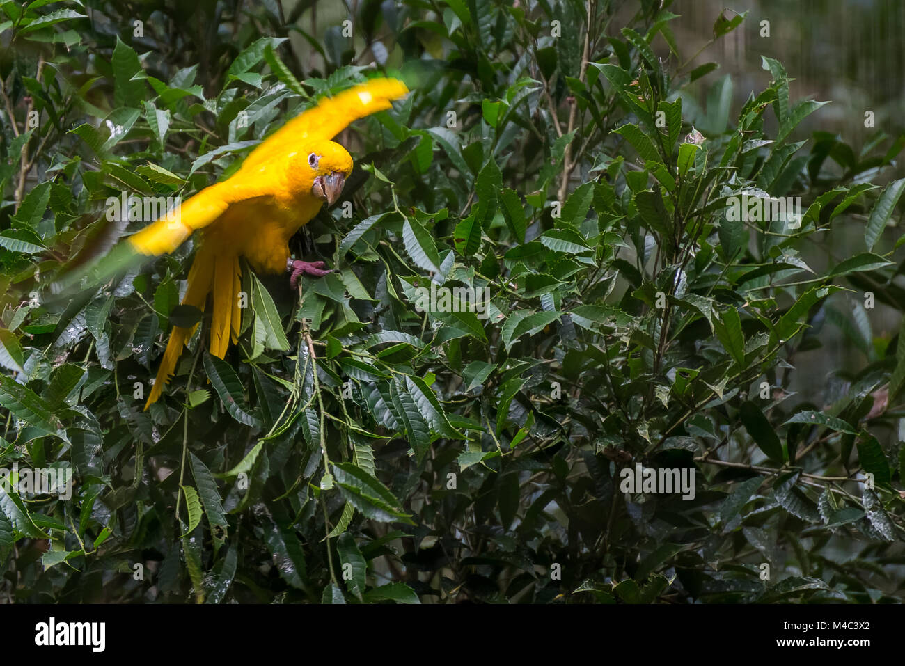 Golden sittiche Papagei (Guaruba guarouba) am Parque das Aves Stockfoto