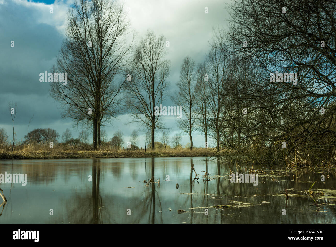 Bäume an einem Flussufer im Winter Stockfoto