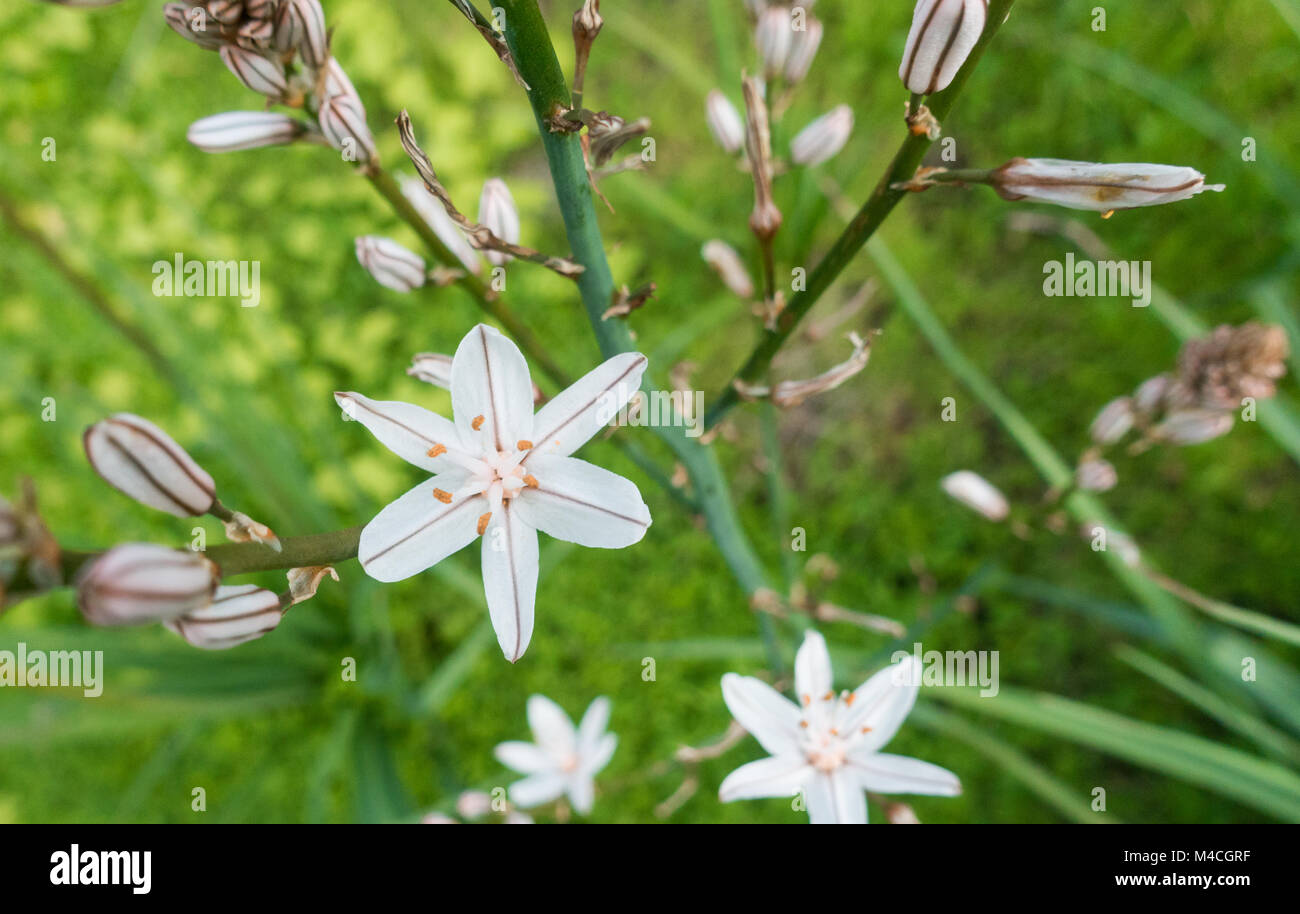 Asphodelus aestivus Pflanze in Blüte am Berghang auf Gran Canaria, Kanarische Inseln, Spanien Stockfoto