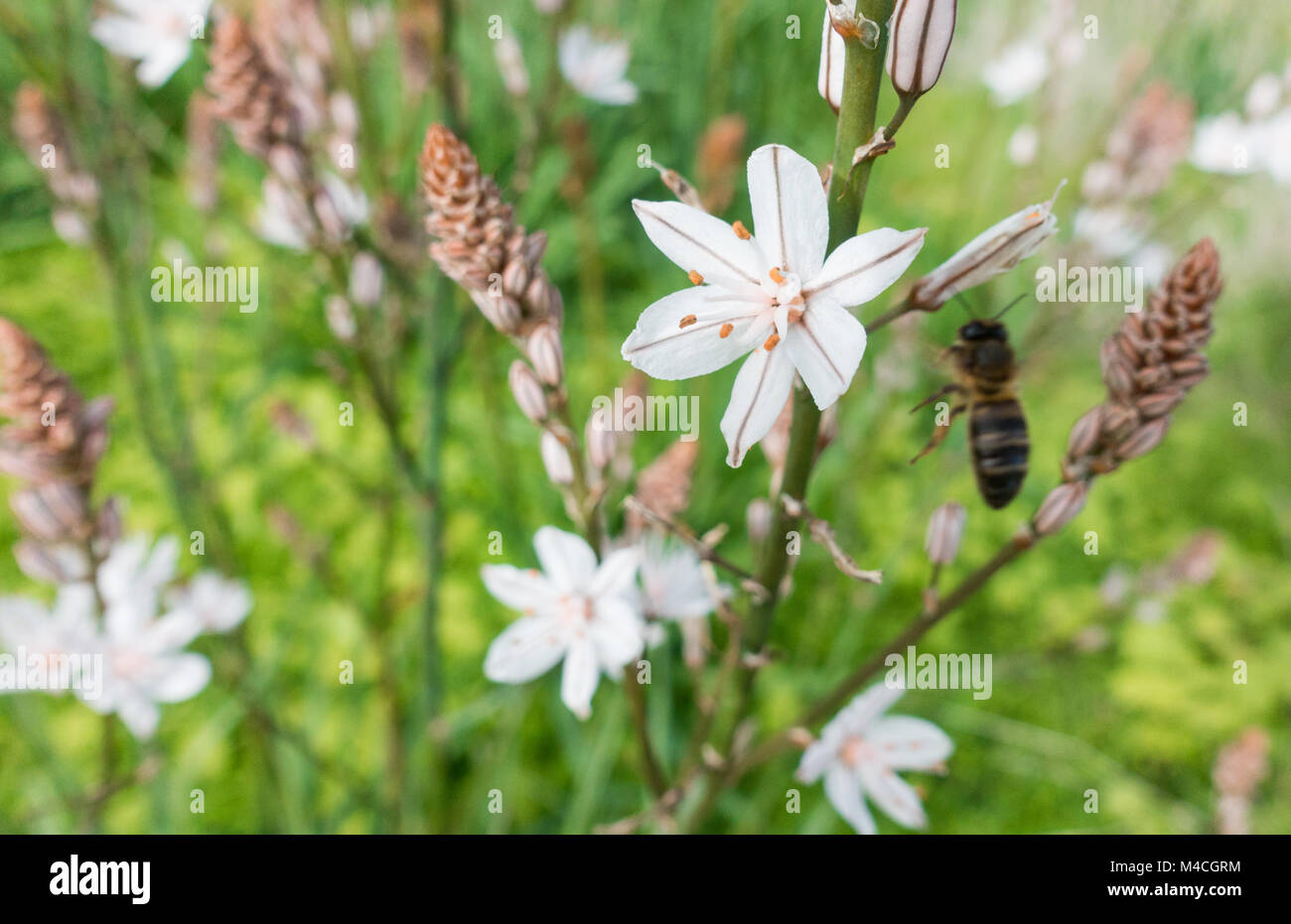 Biene bestäubt Asphodelus aestivus Blume am Berghang auf Gran Canaria, Kanarische Inseln, Spanien Stockfoto