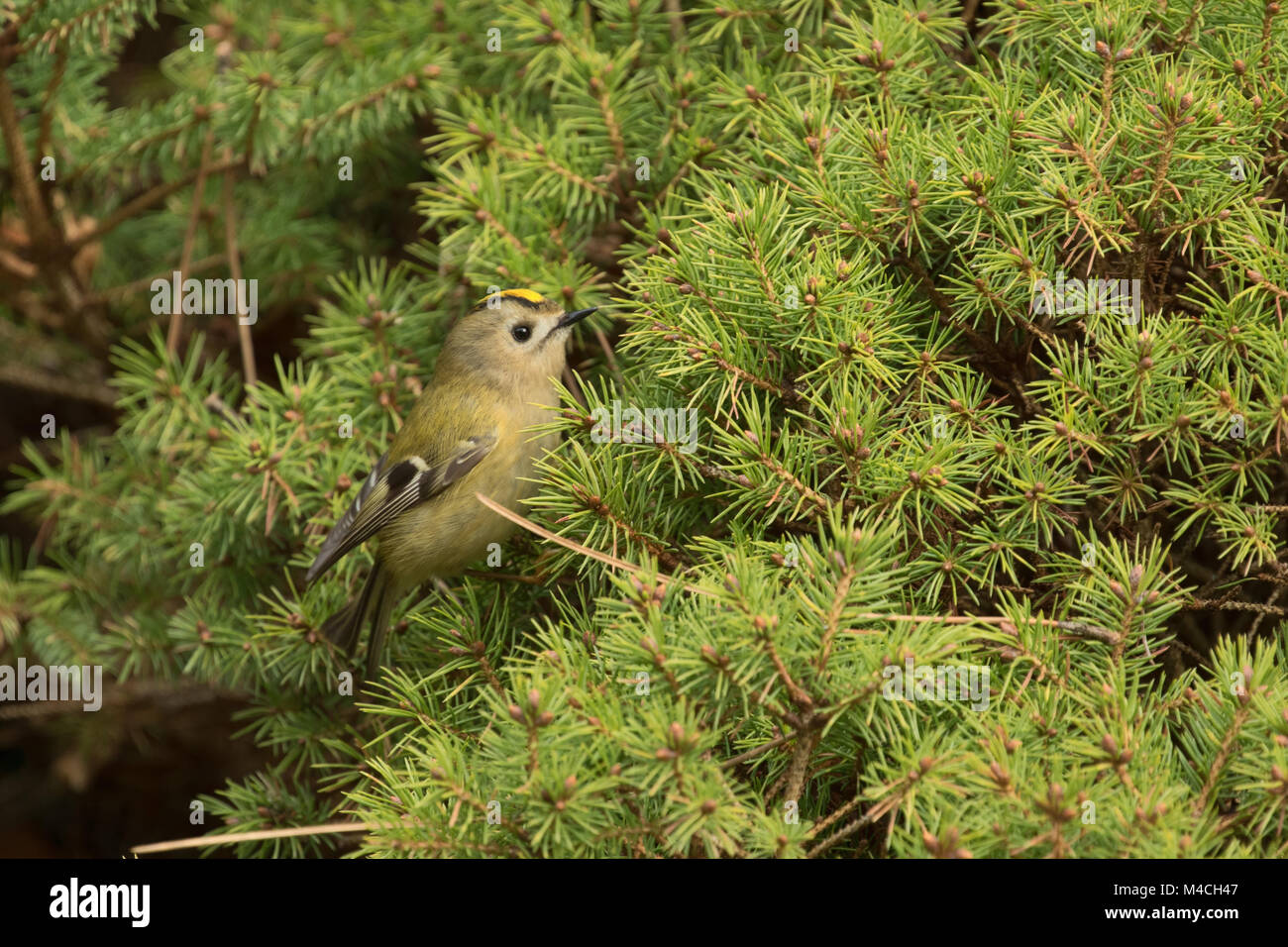 Goldcrest, kleinste Vogel Jagd in Großbritannien für Insekten in einer Kiefer im Tal Gärten, Harrogate, North Yorkshire, England, UK. Stockfoto