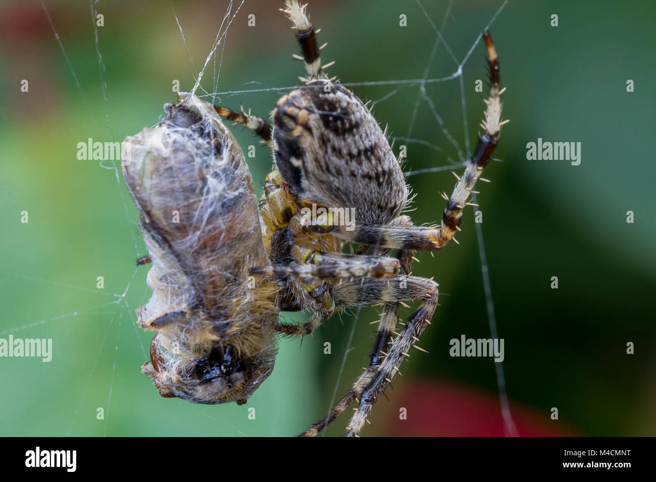 Makrobild der Gemeinen Gartenspinne (Araneus diadematus) in Großbritannien wickelt eine Gefangene Gemeine Carderbiene (bombus pascuorum) in ihr Netz ein Stockfoto