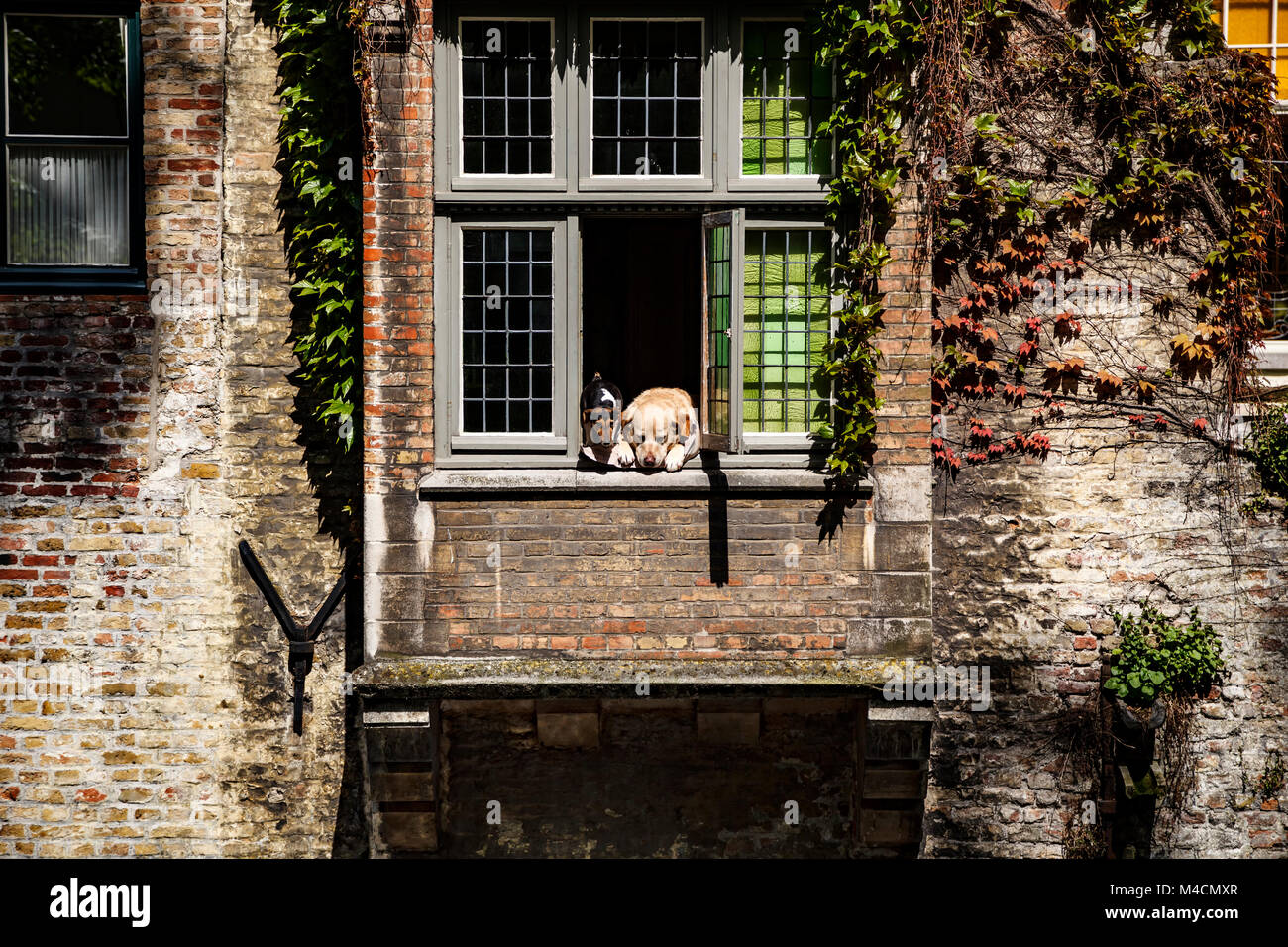 "Fidel" der Hund (golden Lab) und Freund, Fenster, Brügge, Belgien Stockfoto