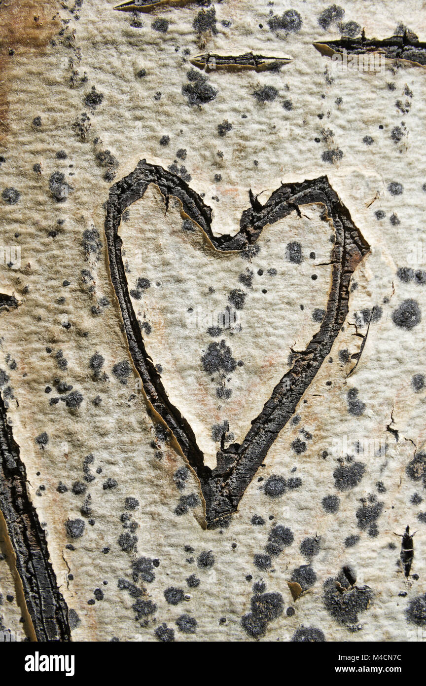 Alte Herz geschnitzt in einem Aspen Baumstamm Stockfoto