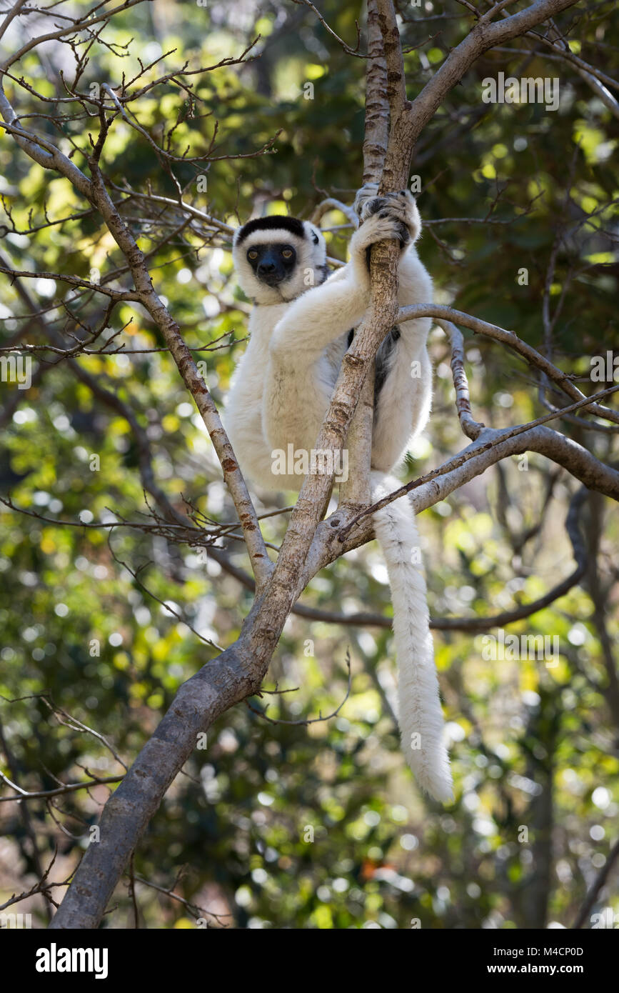 Lemur Madagaskar Stockfoto