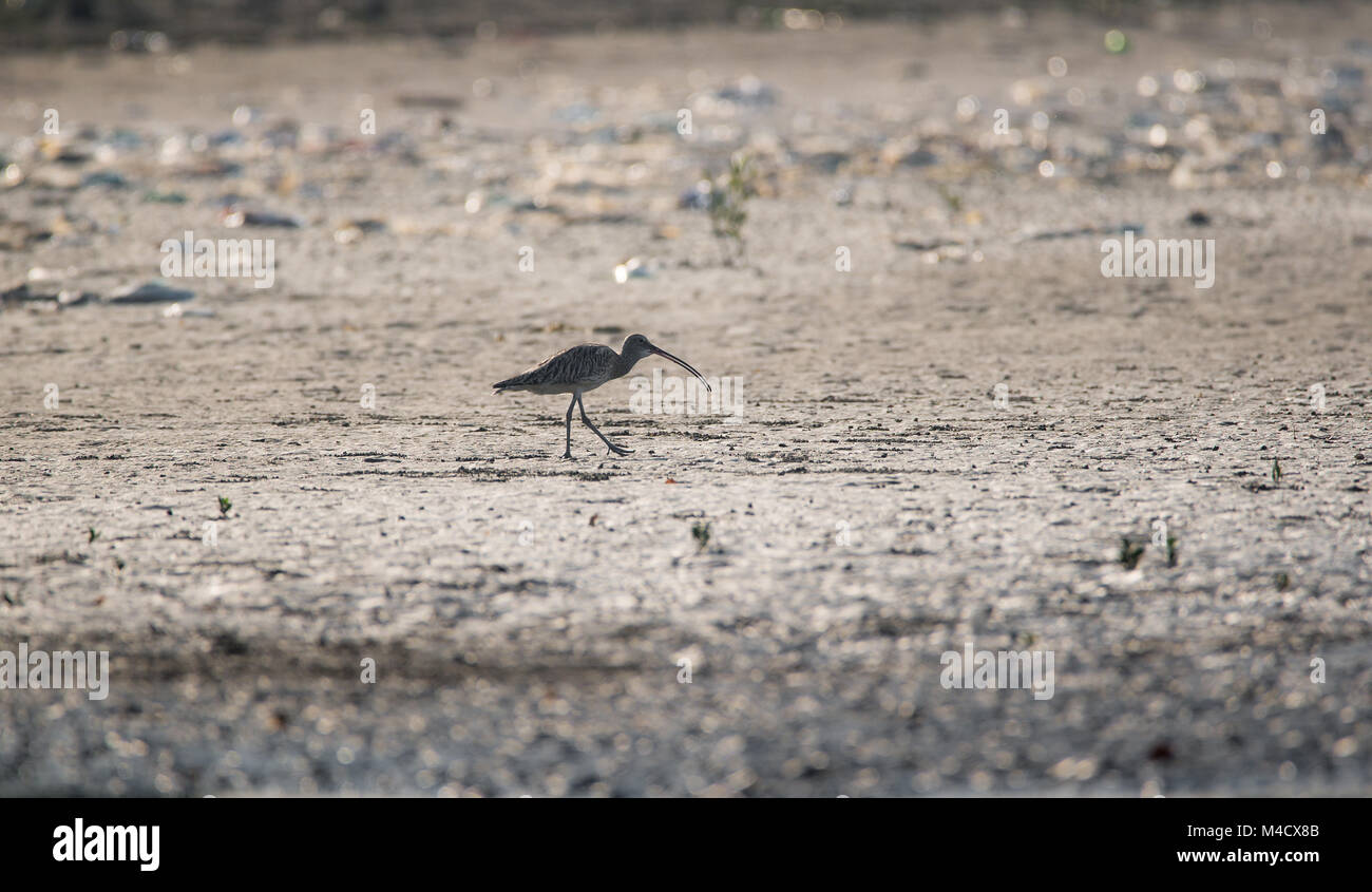 Eine eurasische Curlew Vogel waten und Angeln am Strand Stockfoto