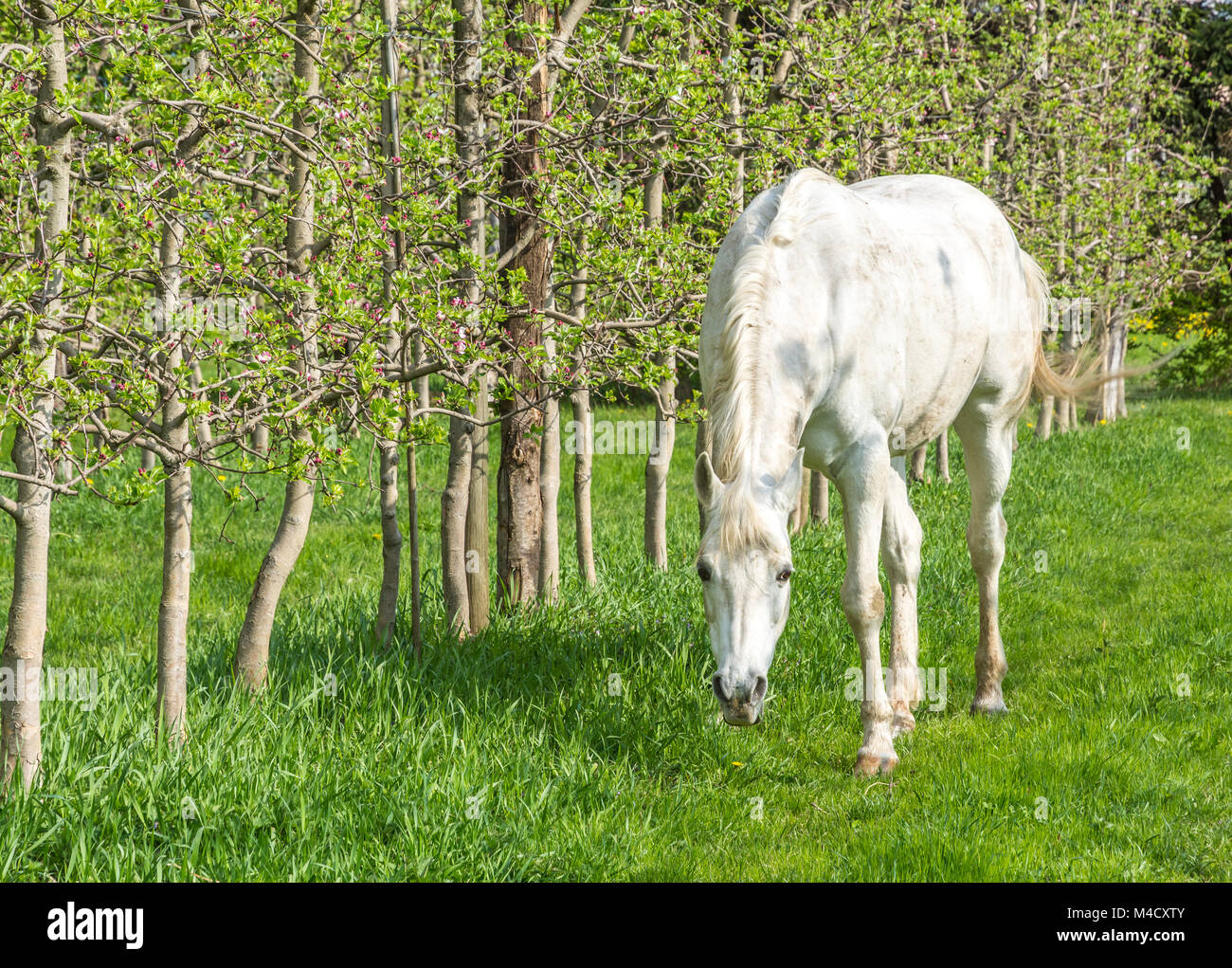 White Arabian Horse Schürfwunden in einem Obstgarten im Frühjahr. Arabische Pferde sind für Ihre anmutige Bauen, Geschwindigkeit, Intelligenz und Geist zur Kenntnis genommen und sind Ofte Stockfoto