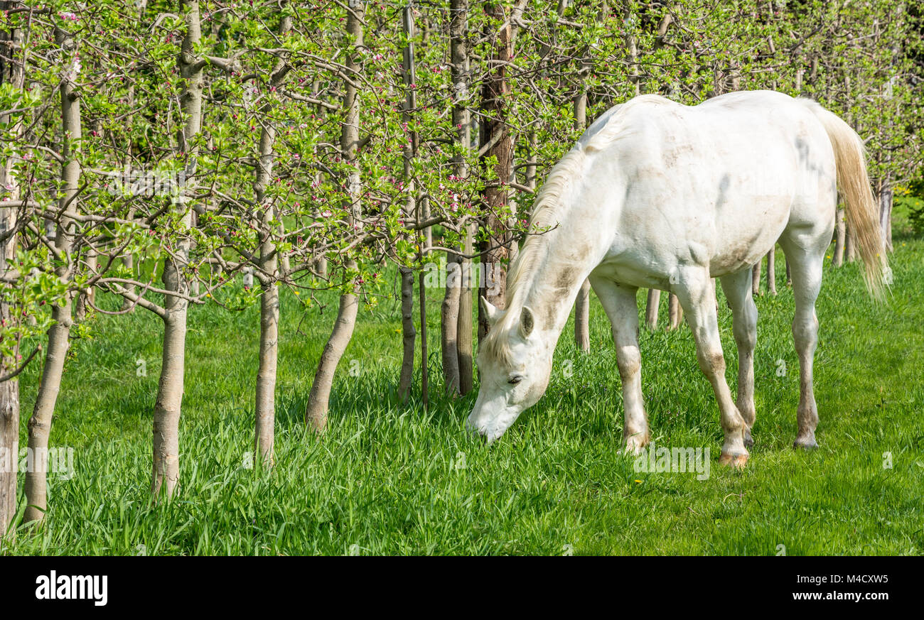 White Arabian Horse Schürfwunden in einem Obstgarten im Frühjahr. Arabische Pferde sind für Ihre anmutige Bauen, Geschwindigkeit, Intelligenz festgestellt. Stockfoto