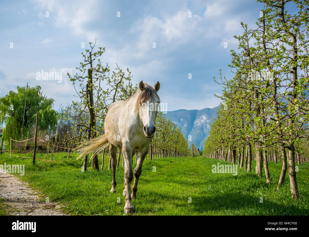 White Arabian Horse Schürfwunden in einem Obstgarten im Frühjahr. Arabische Pferde sind für Ihre anmutige Bauen, Geschwindigkeit, Intelligenz und Geist zur Kenntnis genommen und sind Ofte Stockfoto