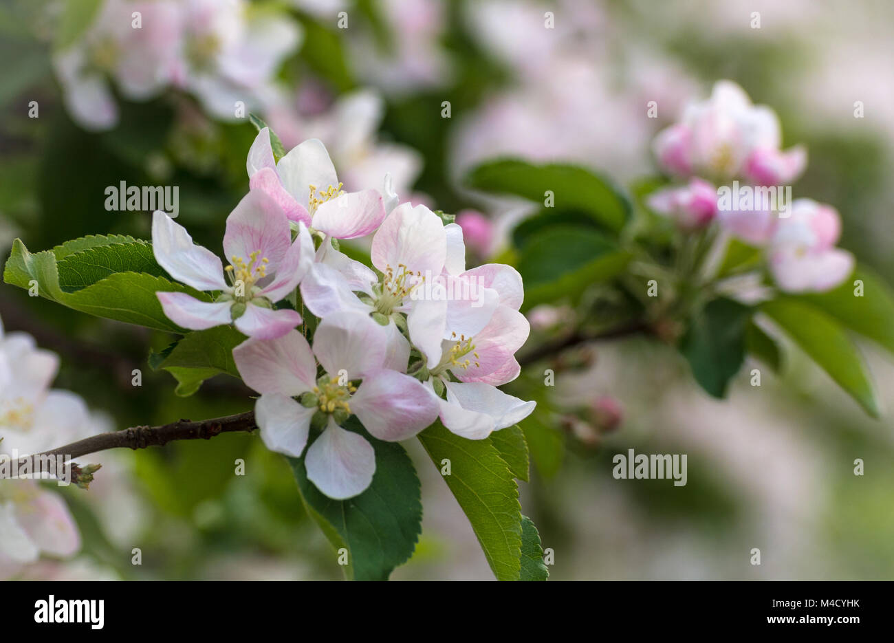 Frühling Blumen. Apfelbaum Blüte mit grünen Blättern Stockfoto