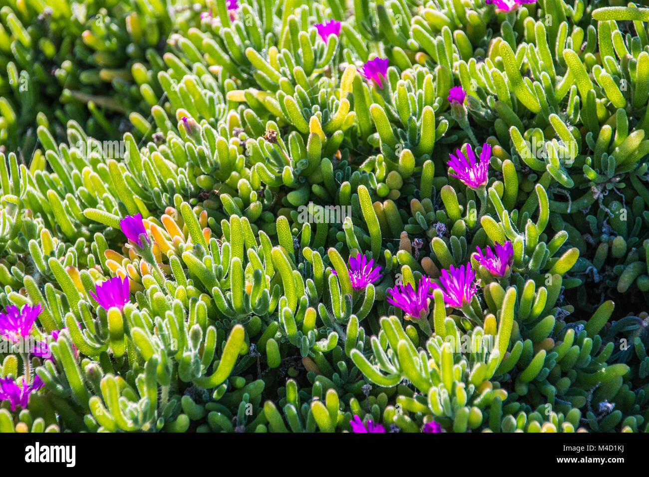 Grüne Eis Pflanzen mit lila Blüten, die in Kalifornien, USA Stockfoto