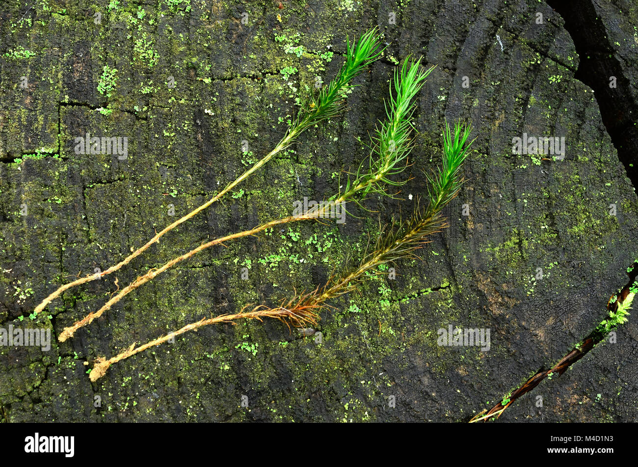 Moos; Common haircap Moss; Common haircap Moss; Polytrichum commune; Stockfoto