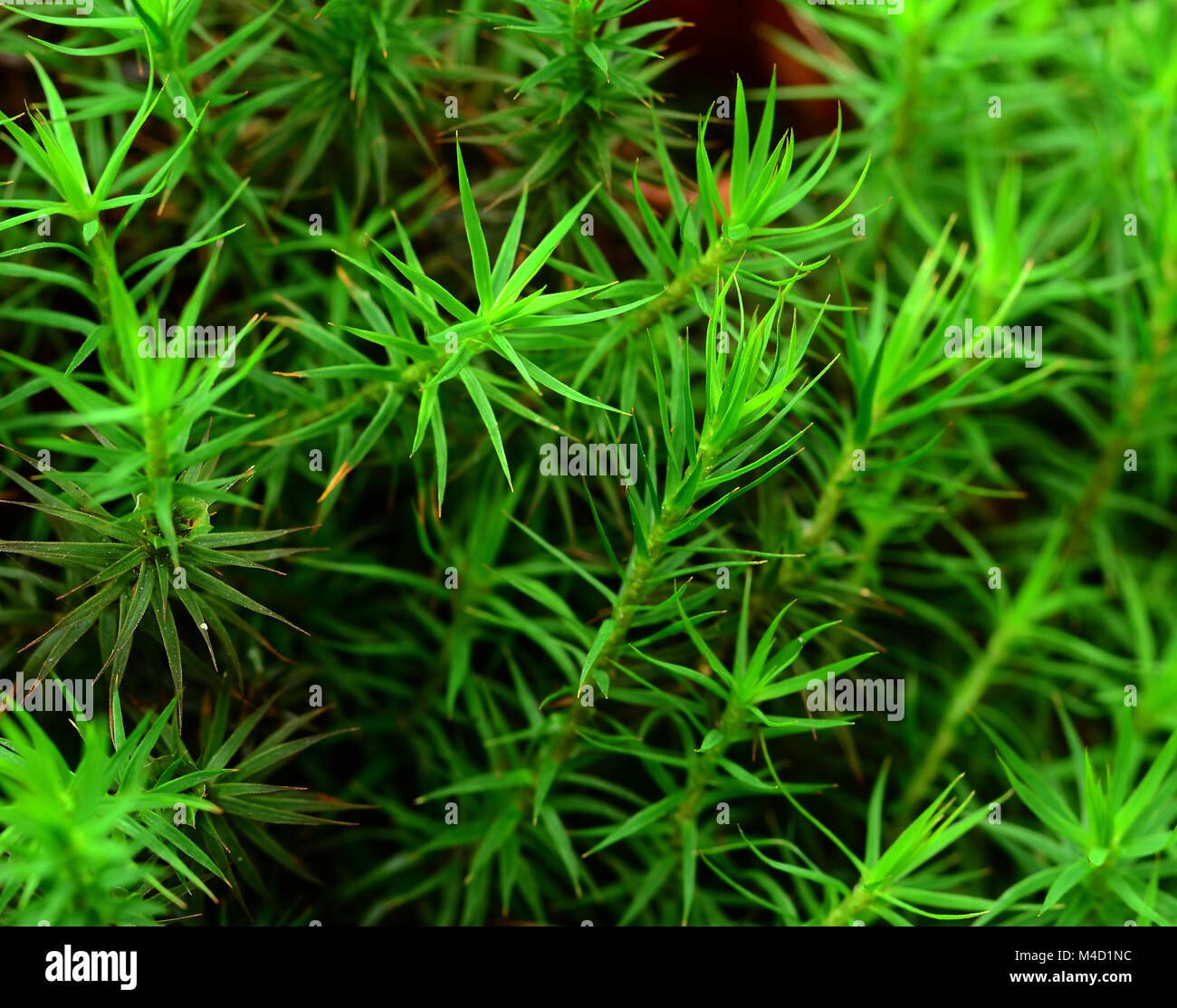 Moos; Common haircap Moss; Common haircap Moss; Polytrichum commune; Stockfoto