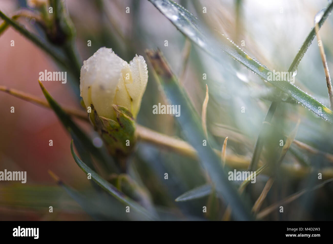 Weiße Nelke mit Frost Stockfoto