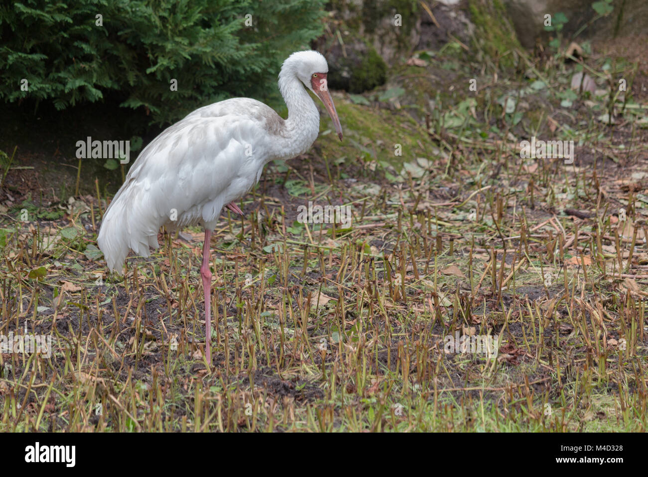 Sibirischen Kranich Stockfoto