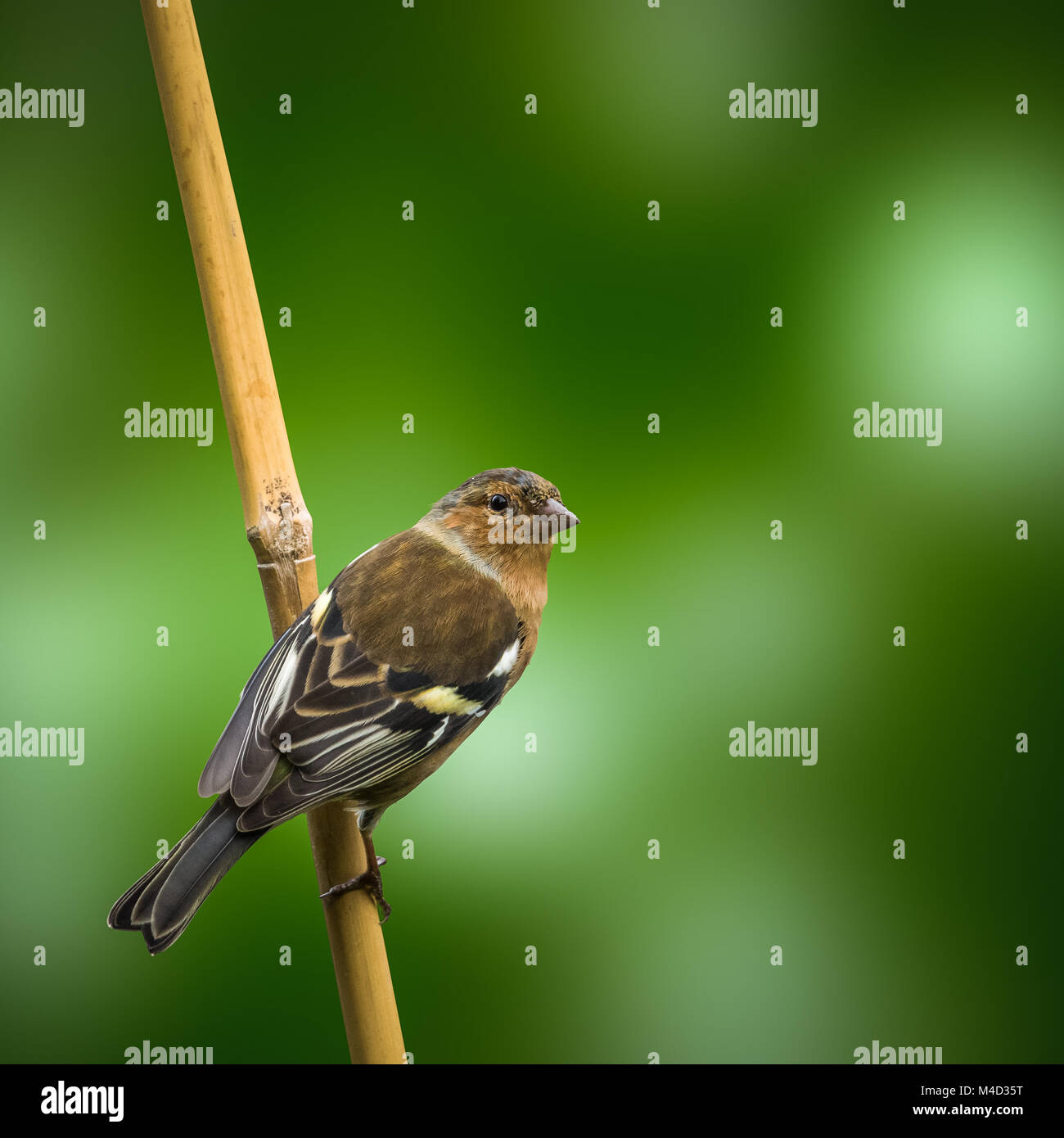 Buchfink Vogel gegen Grün Stockfoto