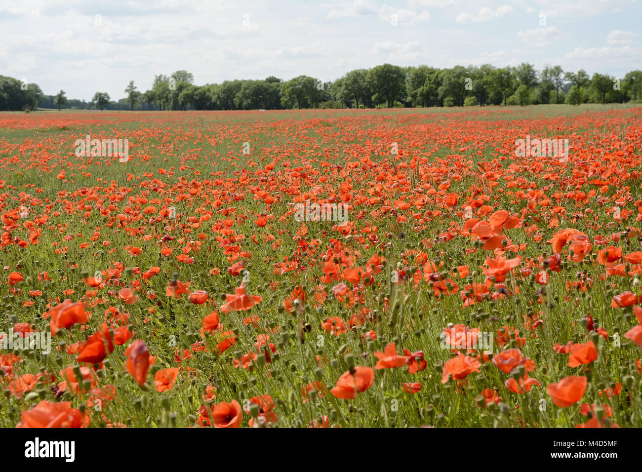 Mohnfeld Stockfoto