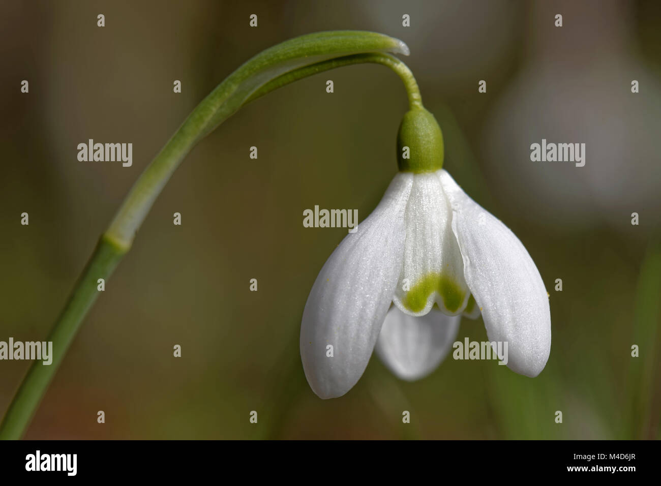 gemeinsamen Schneeglöckchen Stockfoto