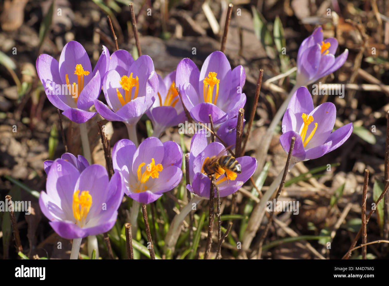 Crocus tommasinianus, Woodland Crocus, mit Biene Stockfoto