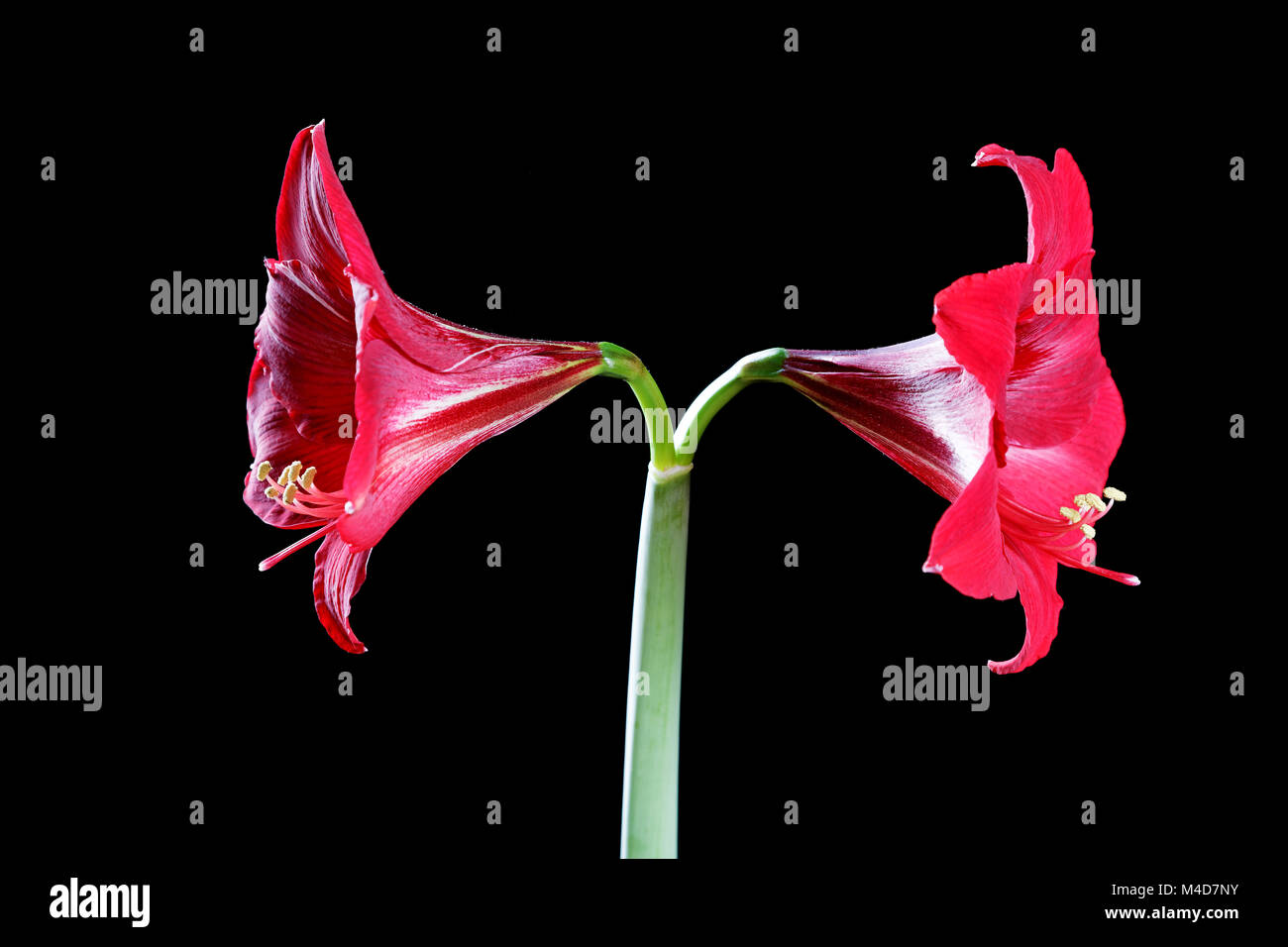 rote Blume Nahaufnahme auf schwarzem Hintergrund Stockfoto