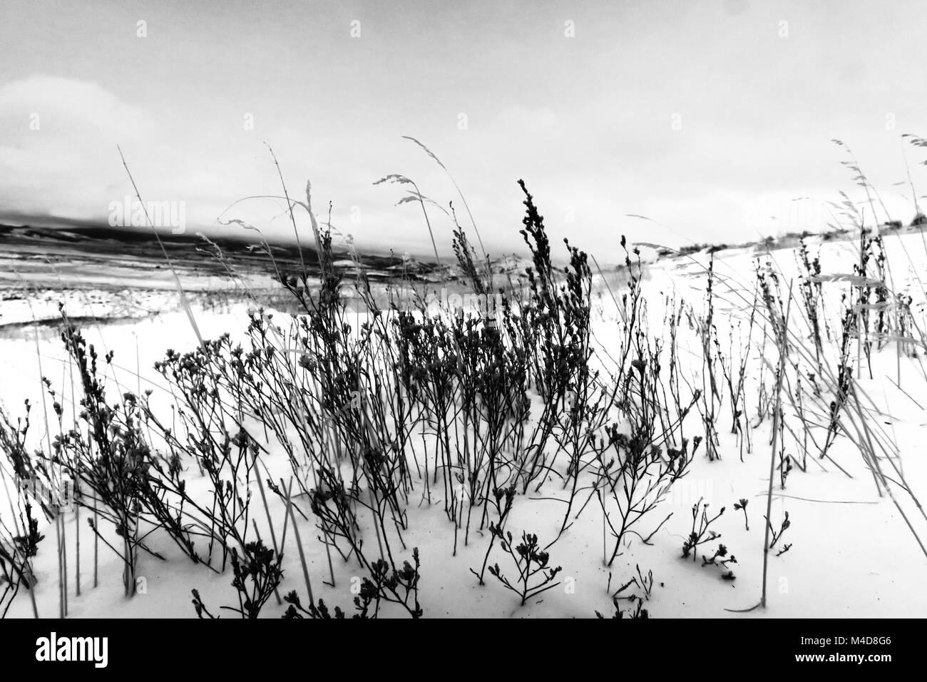 Tan Gras in den Wind auf einem schneebedeckten Hang fett schwarz und weiß. Stockfoto