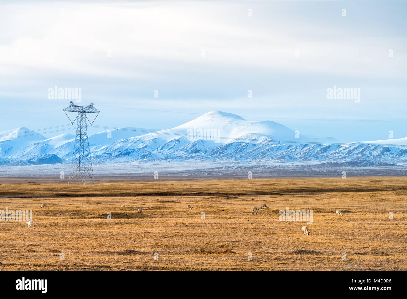 Schnee Berge Landschaft mit der tibetischen Antilope Stockfoto