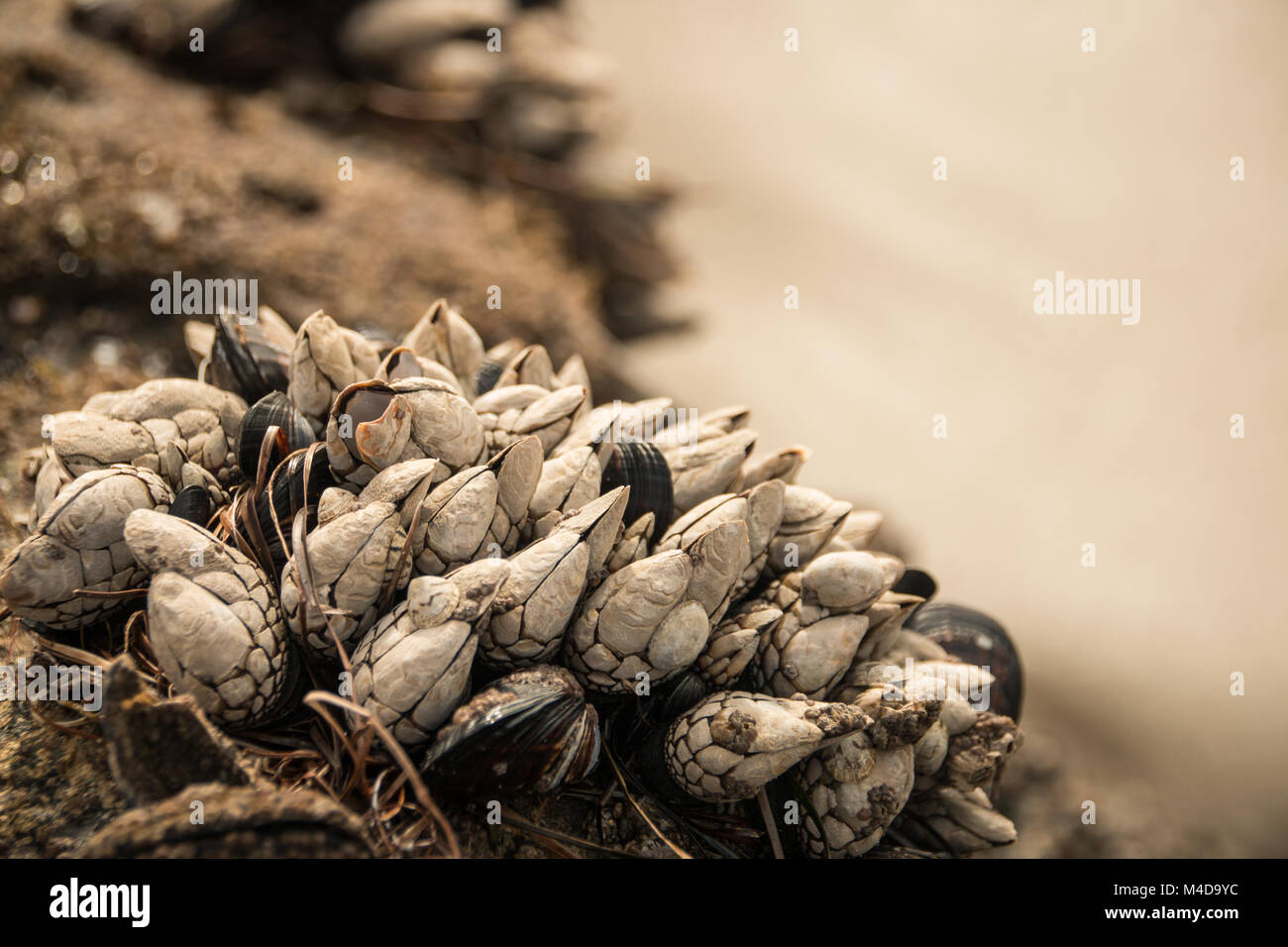 Schalen, die auf einem Felsen am Strand Stockfoto