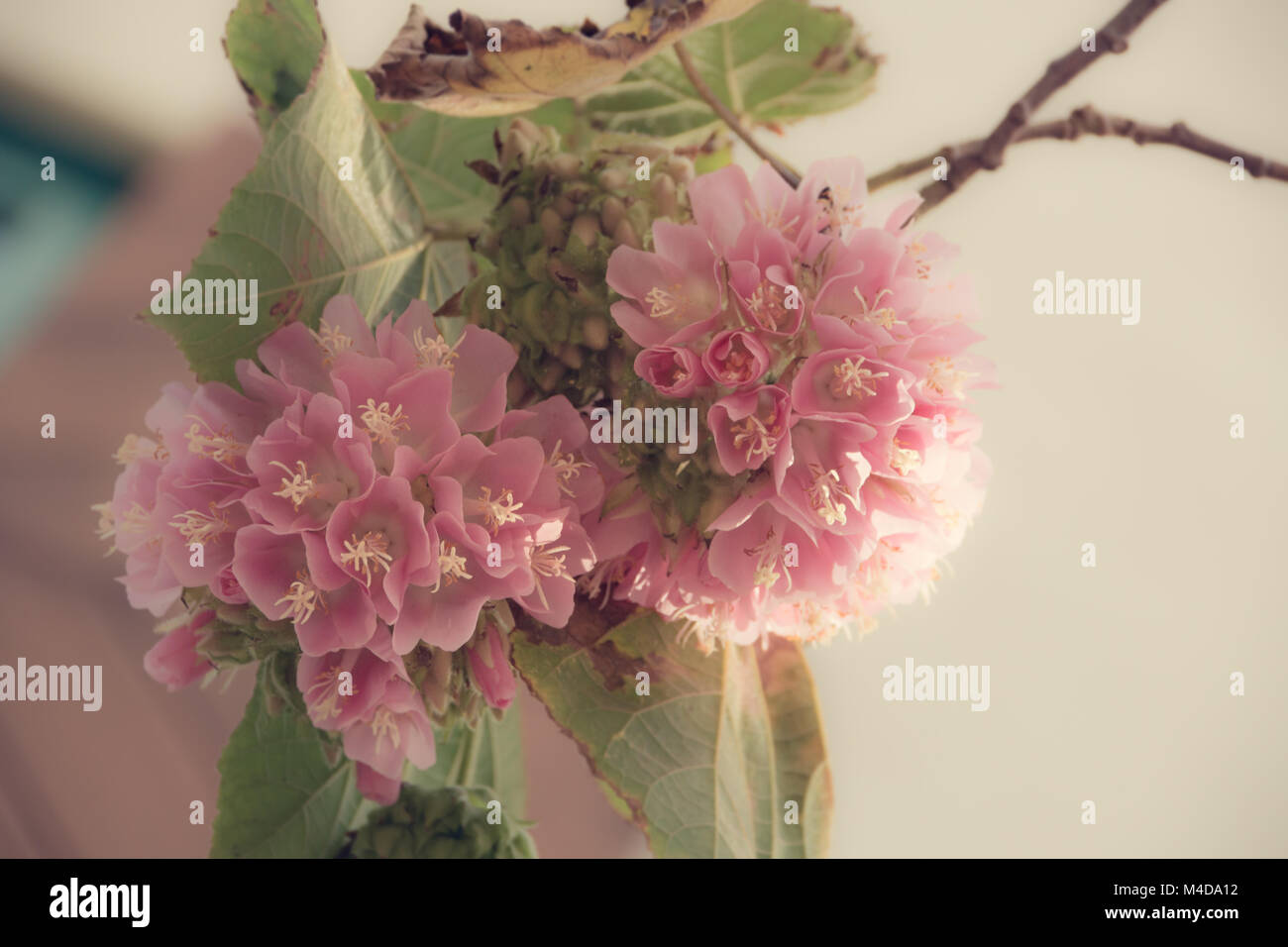 Dombeya x cayeuxii -Fotos und -Bildmaterial in hoher Auflösung – Alamy